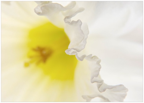 014 Daffodil.jpg 014 Daffodil.jpg